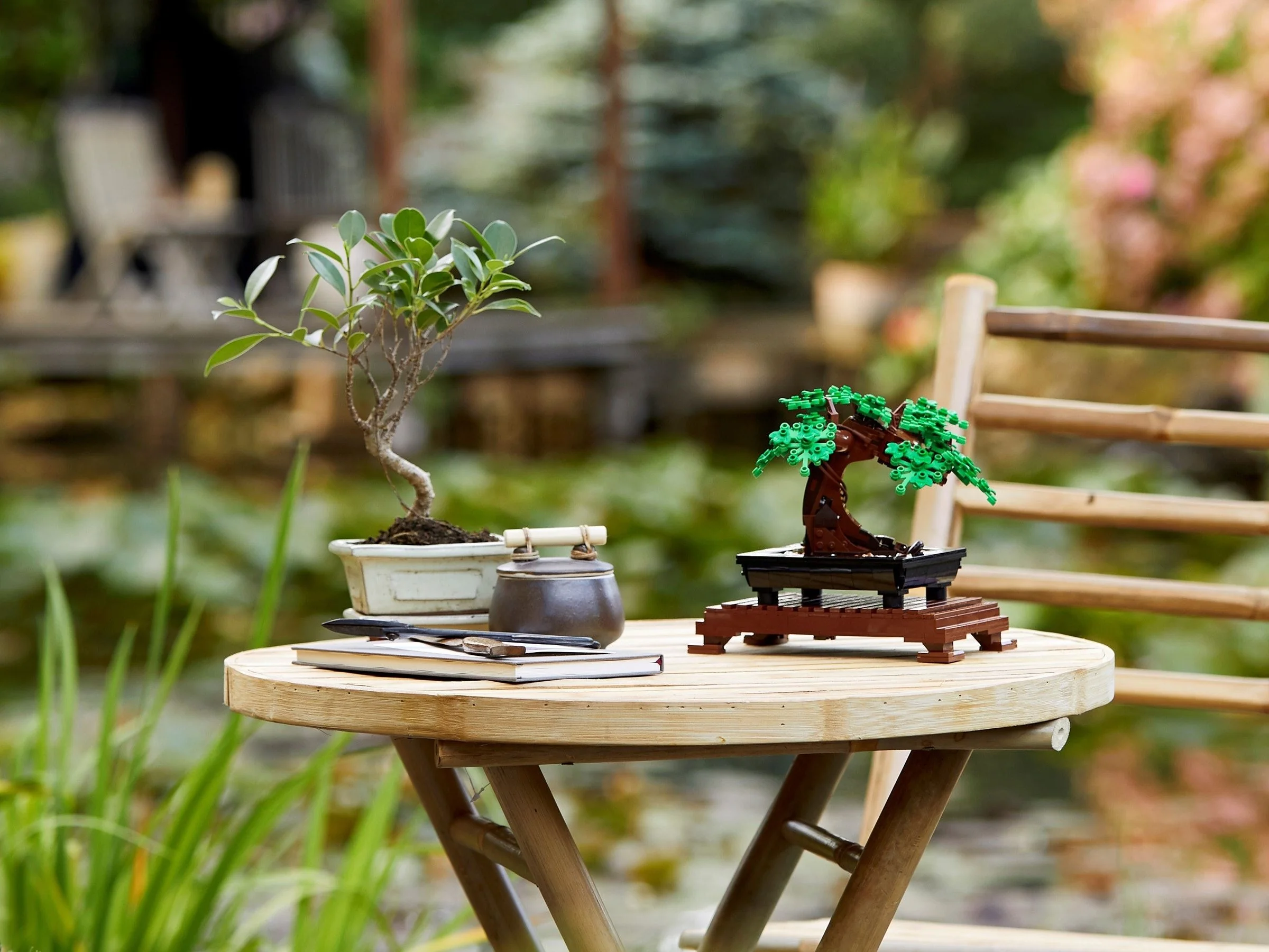 Bonsai Baum - Thumbnail 10