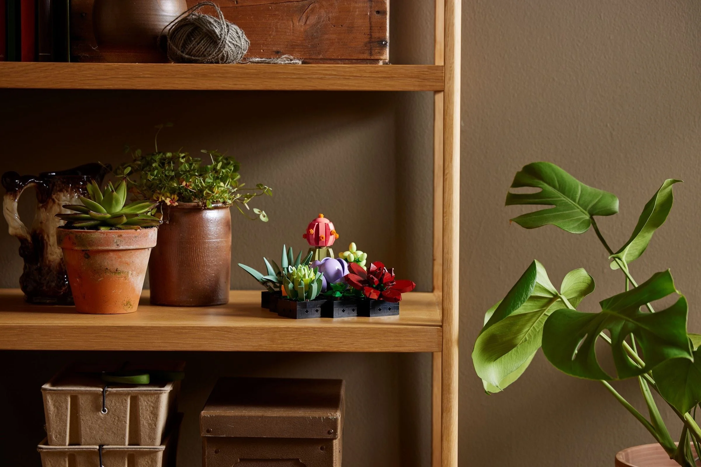 Sukkulenten - Thumbnail 10