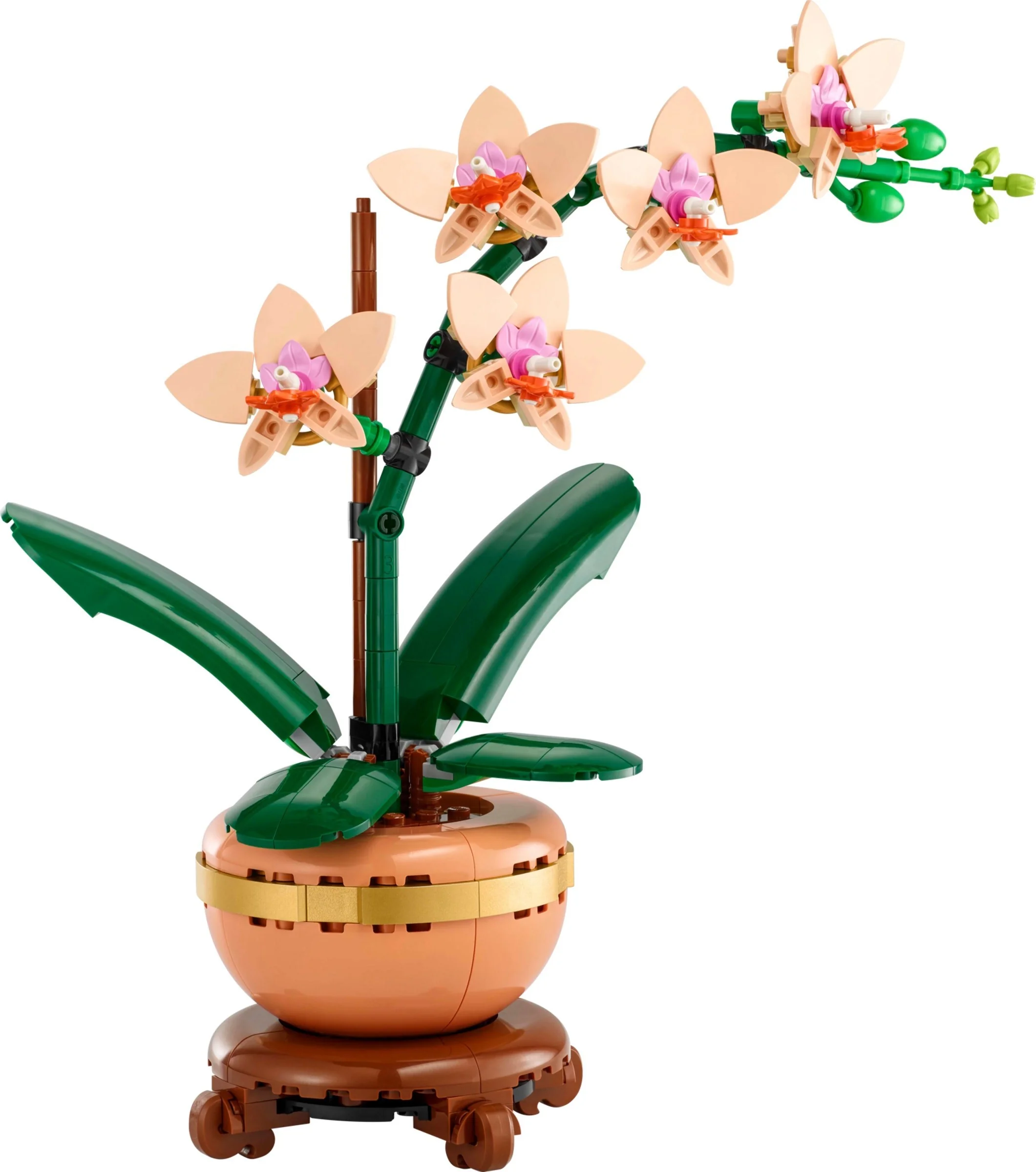 Mini-Orchidee - Bild 1