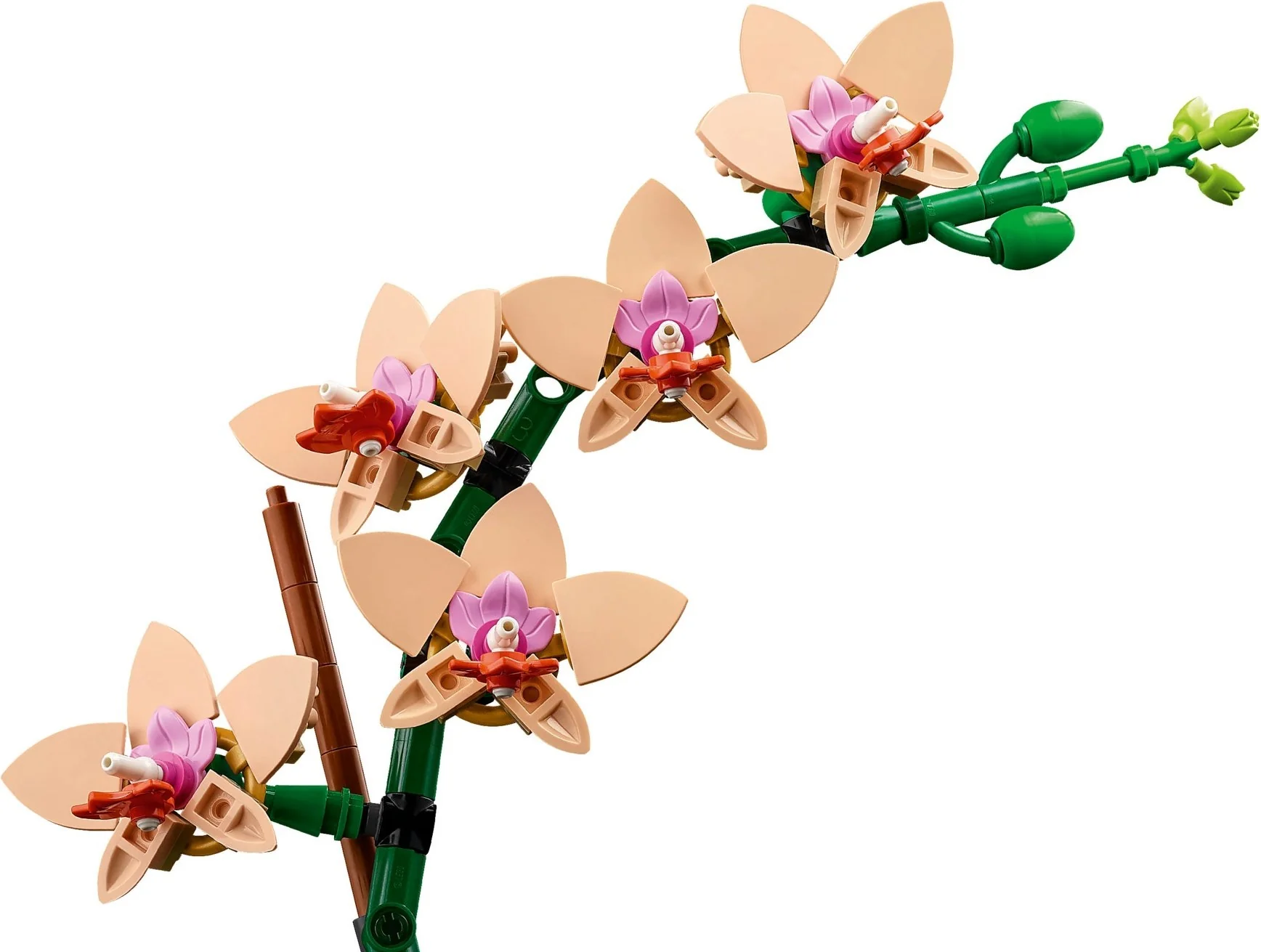 Mini-Orchidee - Thumbnail 2