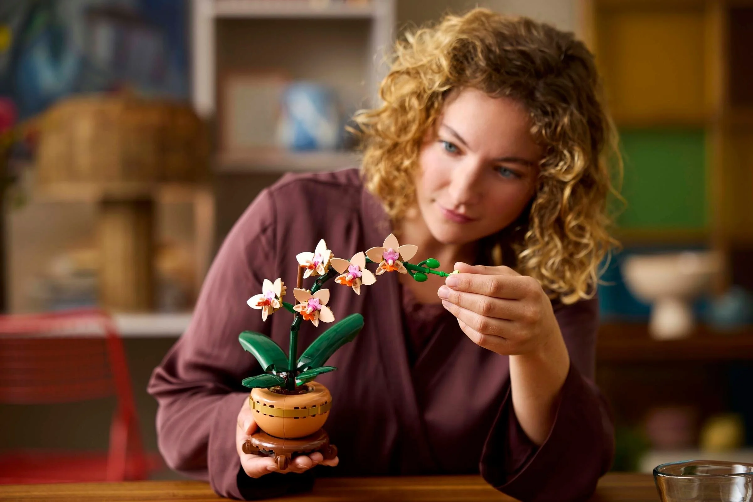 Mini-Orchidee - Thumbnail 3