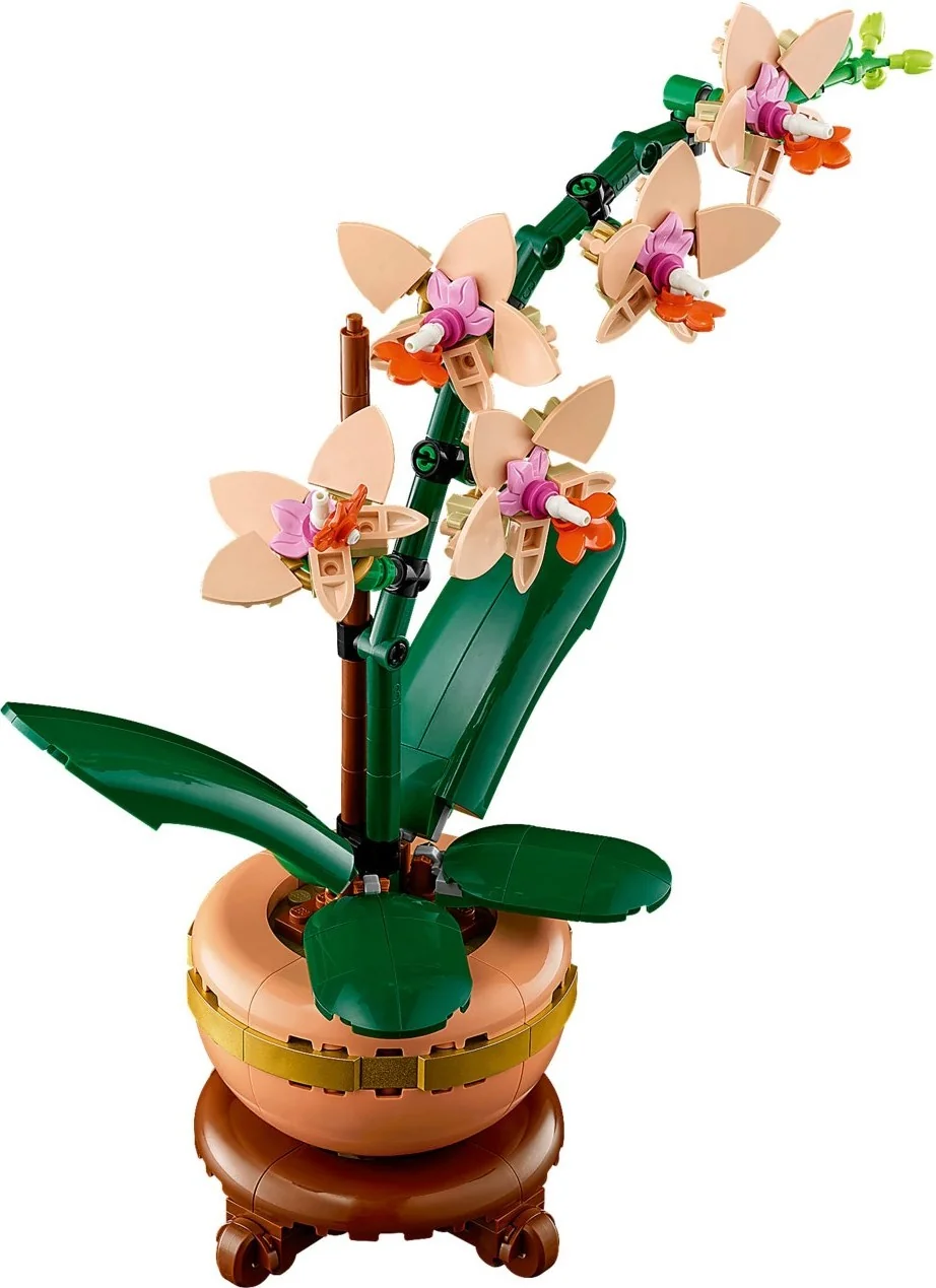 Mini-Orchidee - Thumbnail 5