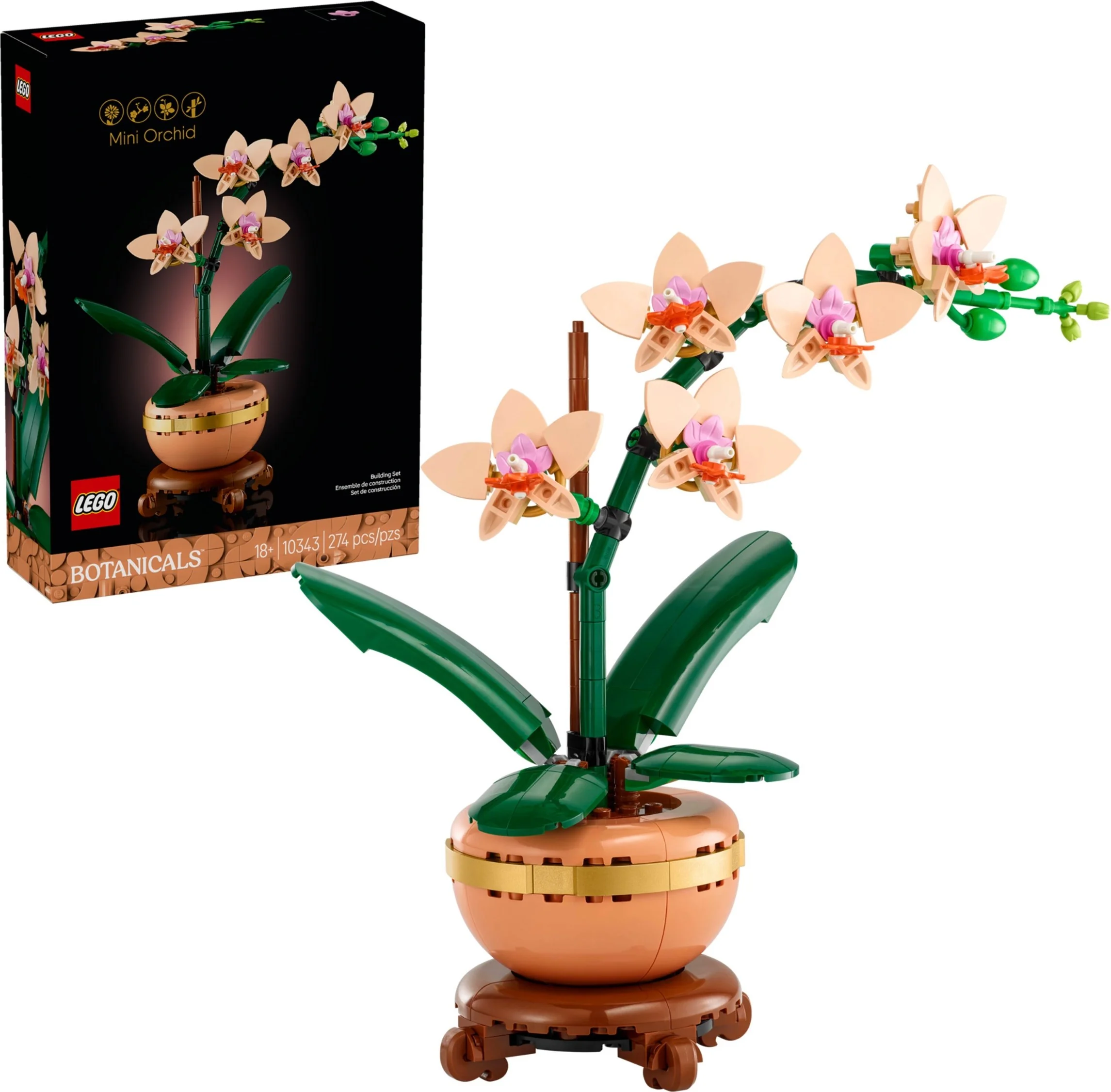 Mini-Orchidee - Thumbnail 7
