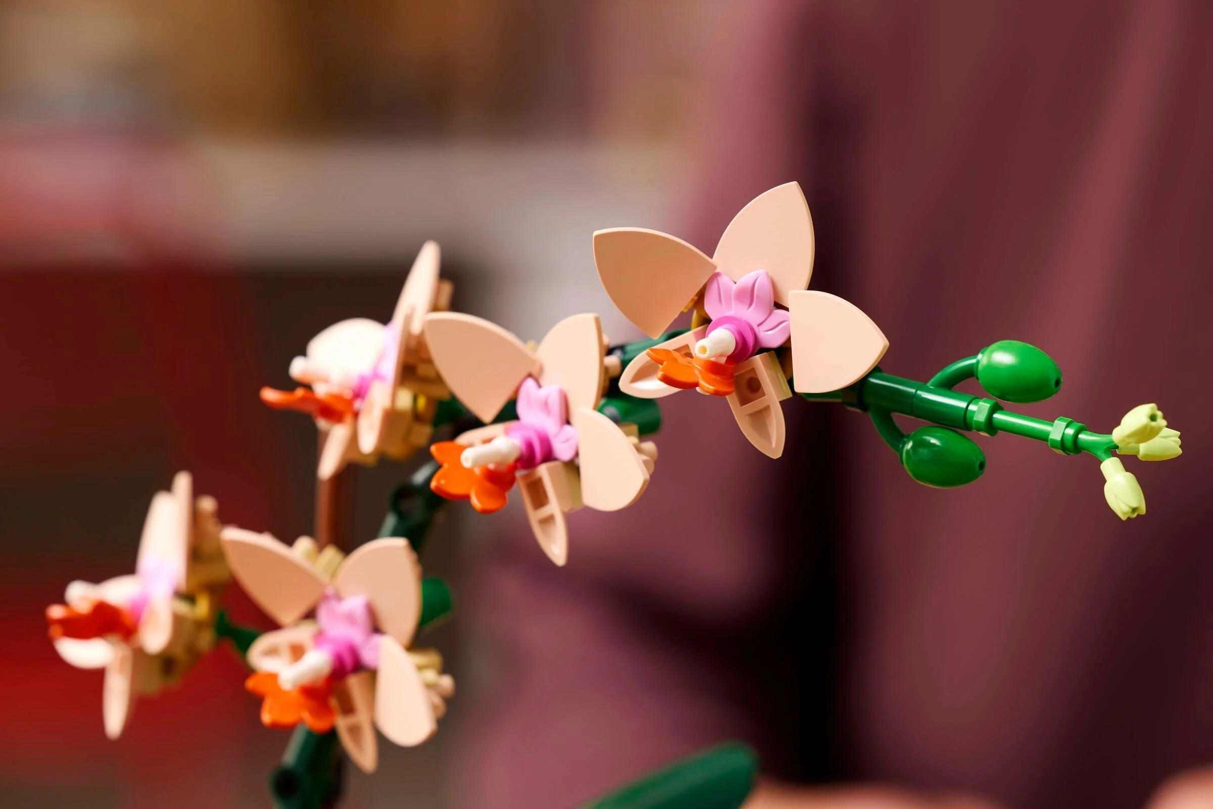 Mini-Orchidee - Thumbnail 9