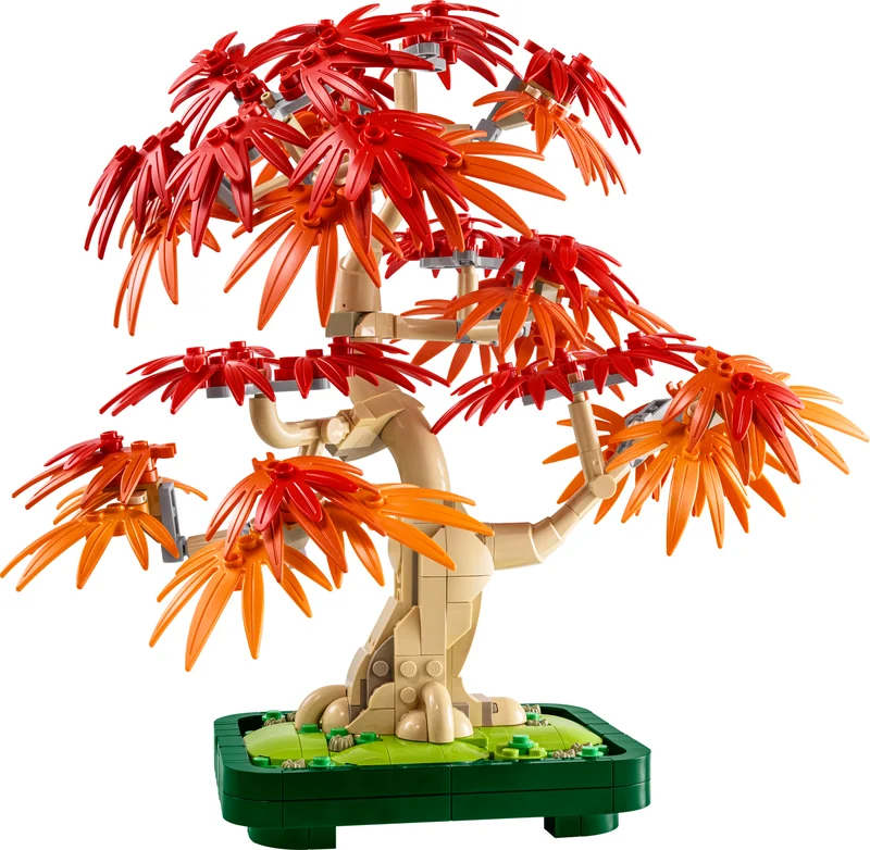 Japanese Red Maple Bonsai Tree