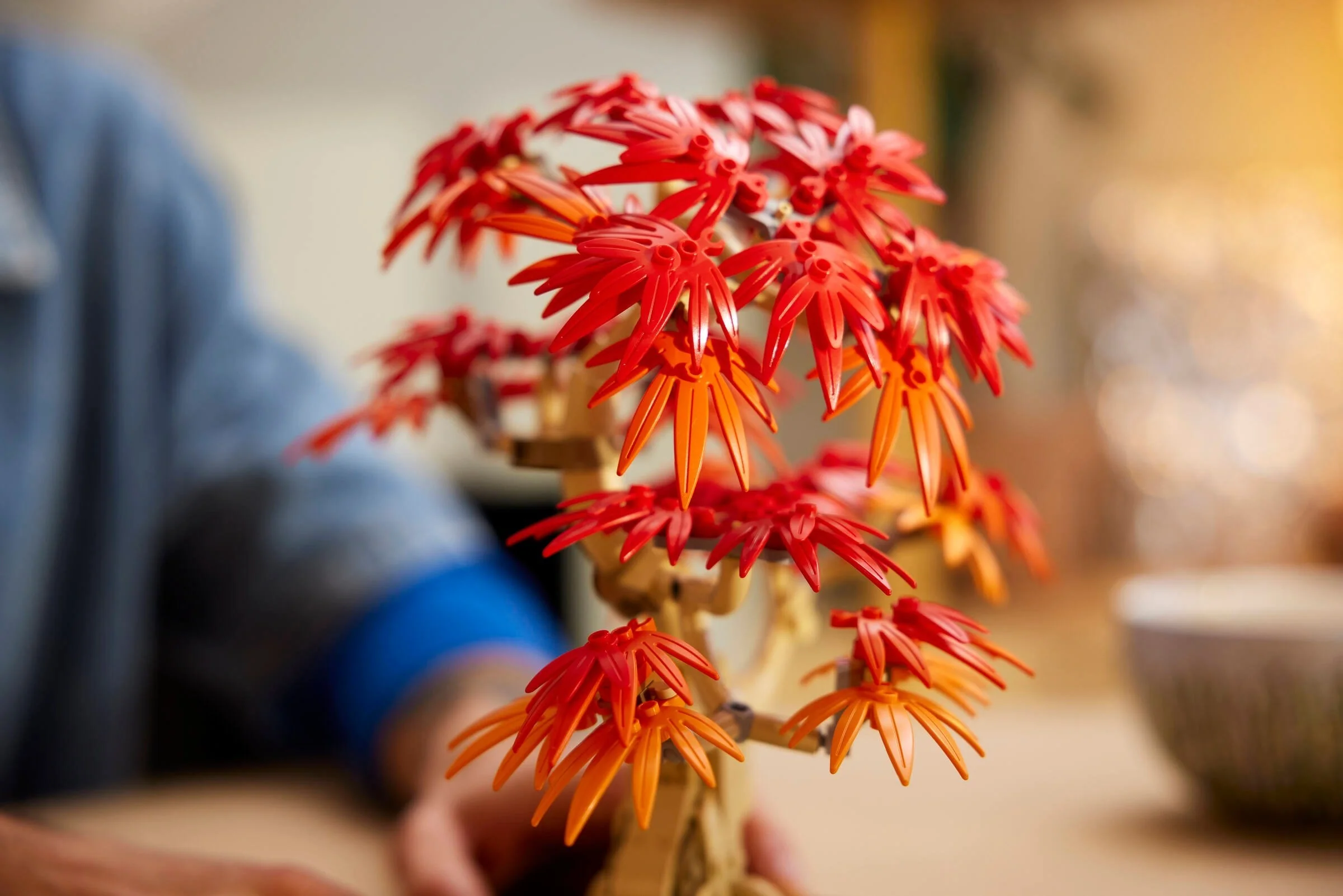 Japanese Red Maple Bonsai Tree - Thumbnail 3