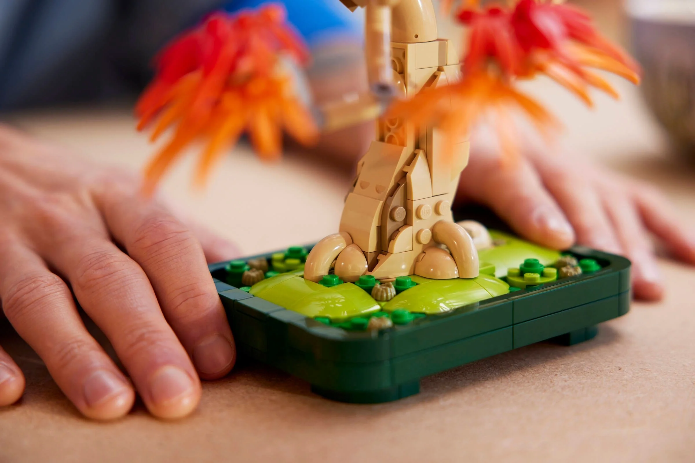 Japanese Red Maple Bonsai Tree - Thumbnail 4