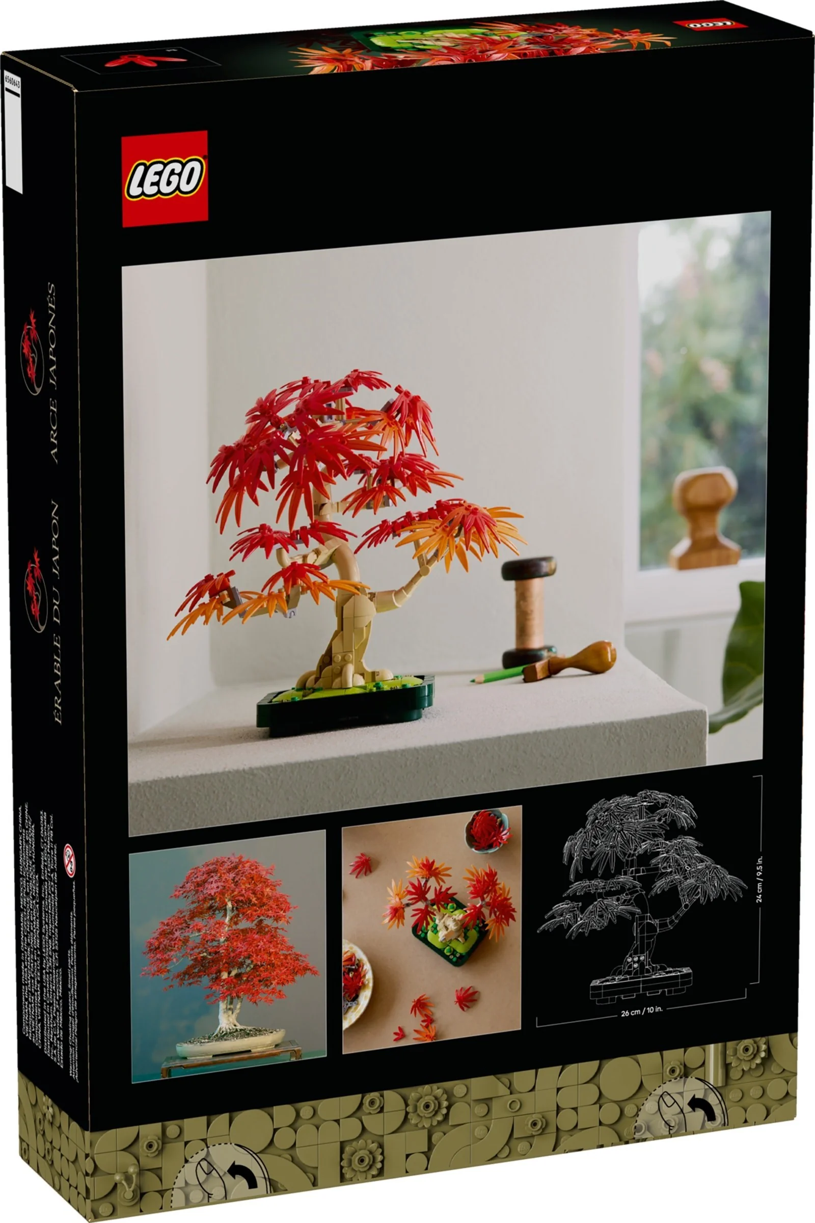 Japanese Red Maple Bonsai Tree - Thumbnail 5
