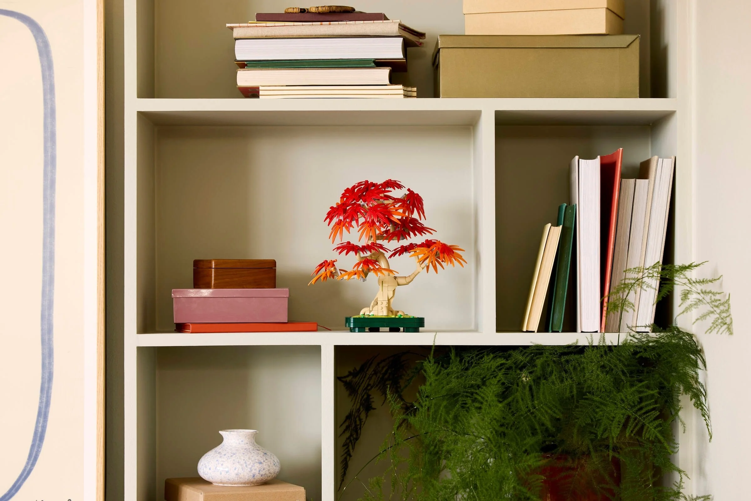 Japanese Red Maple Bonsai Tree - Thumbnail 9