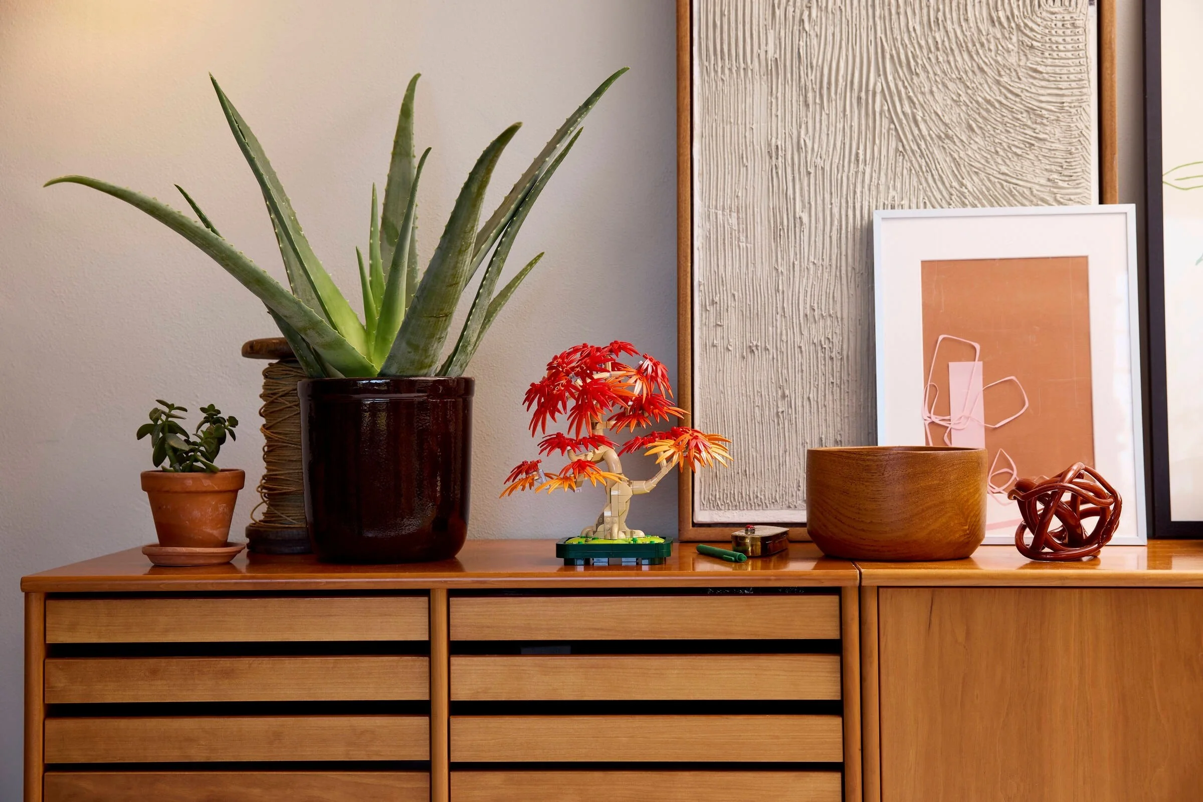 Japanese Red Maple Bonsai Tree - Thumbnail 10