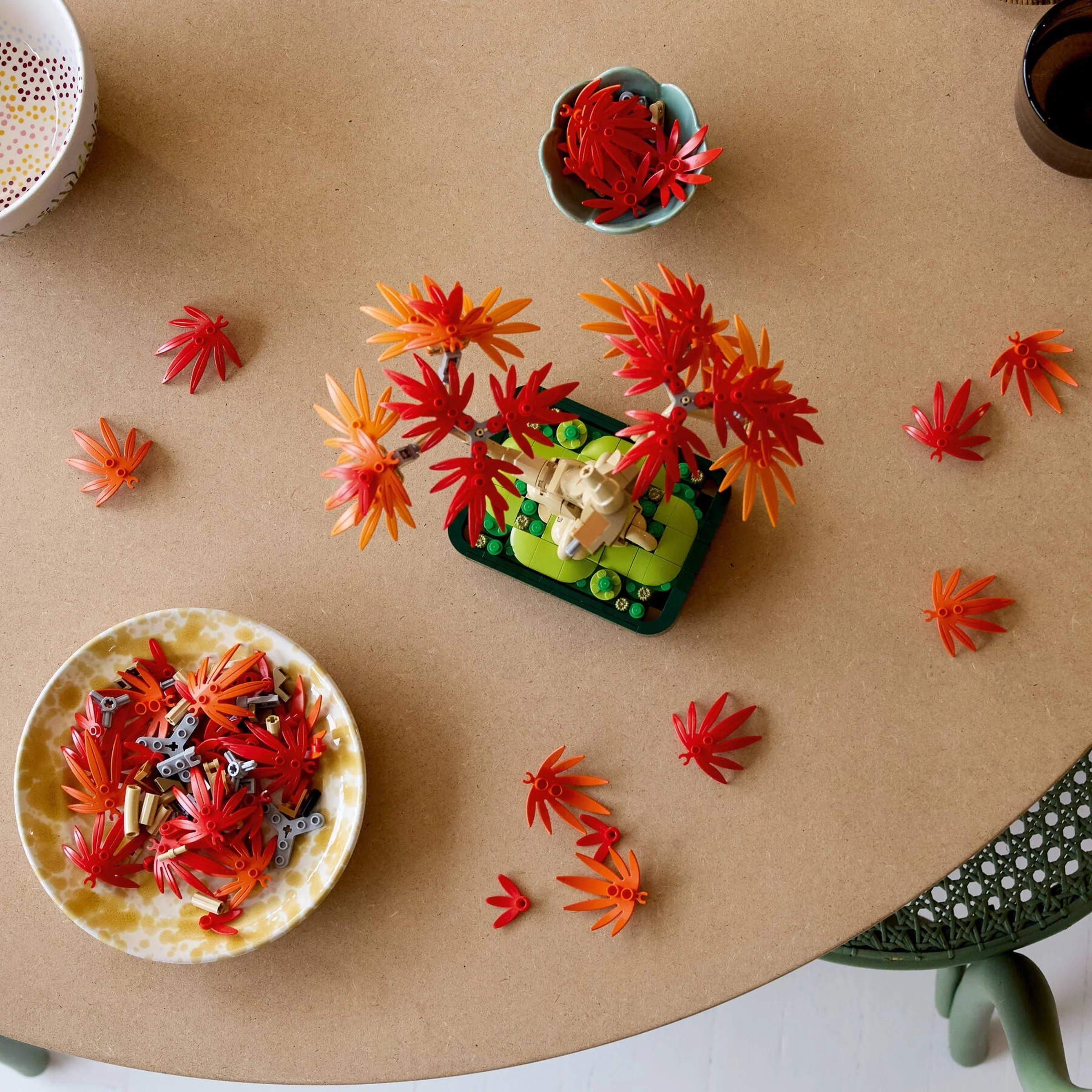 Japanese Red Maple Bonsai Tree - Thumbnail 11