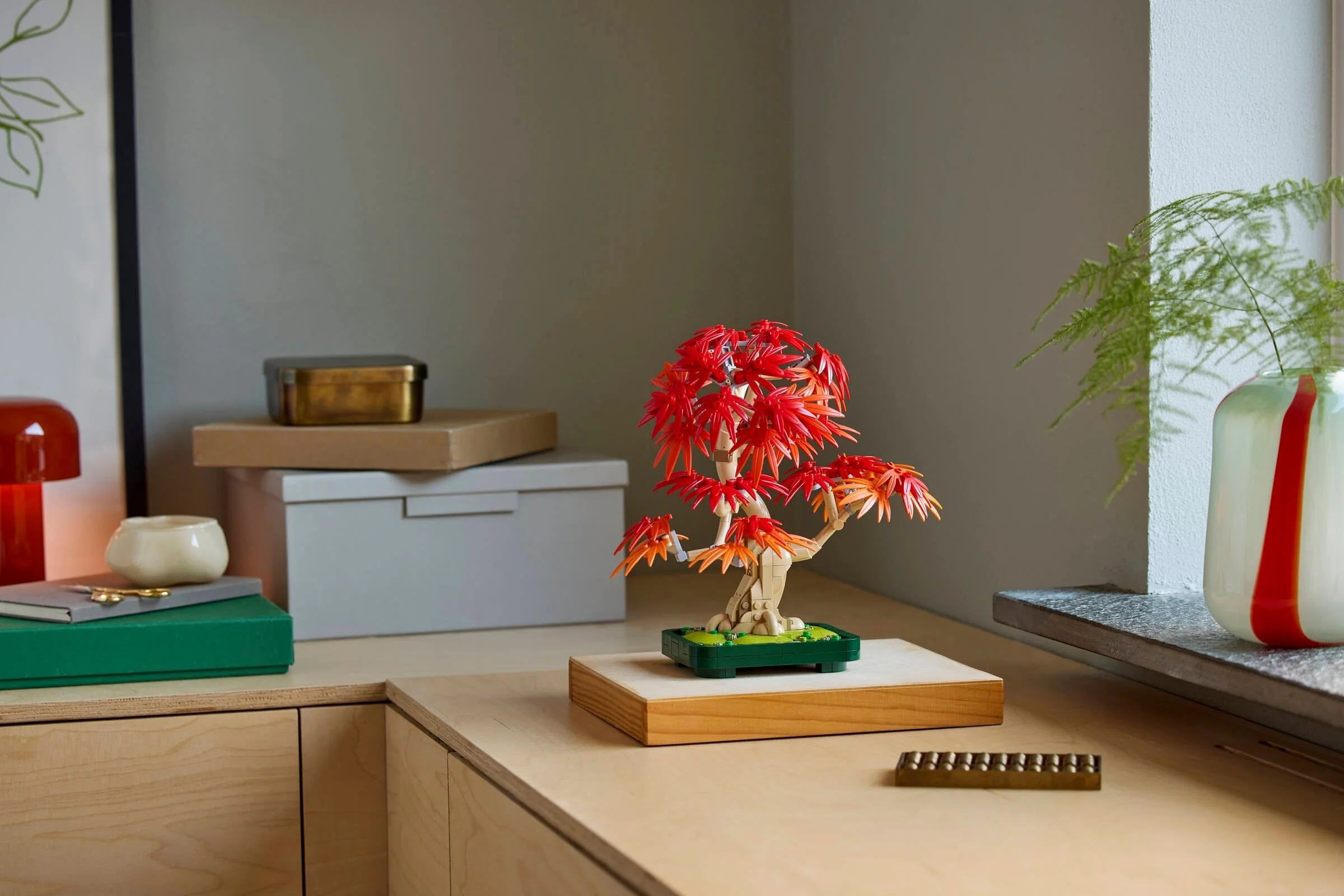 Japanese Red Maple Bonsai Tree - Thumbnail 12