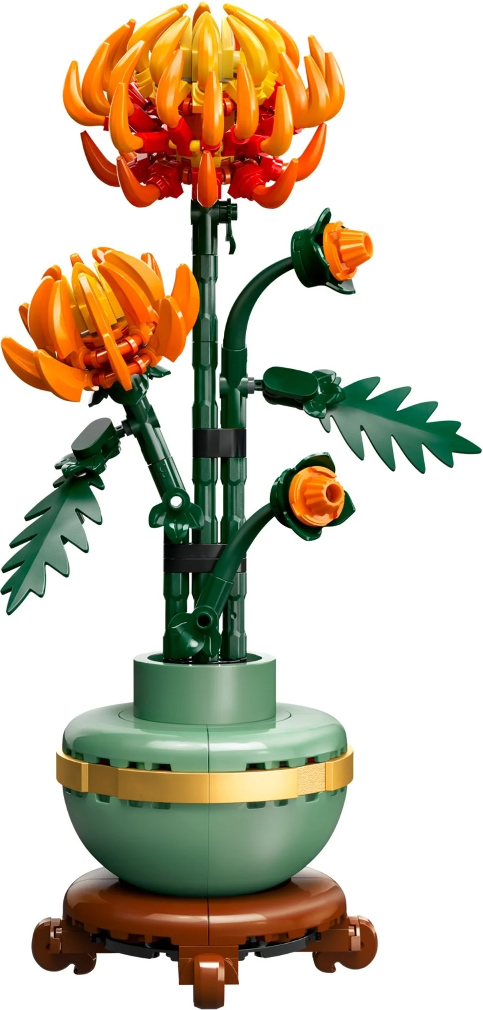 Chrysantheme - Bild 1