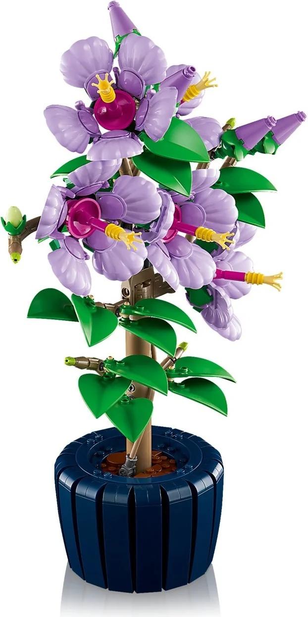 Hibiskus - Thumbnail 5