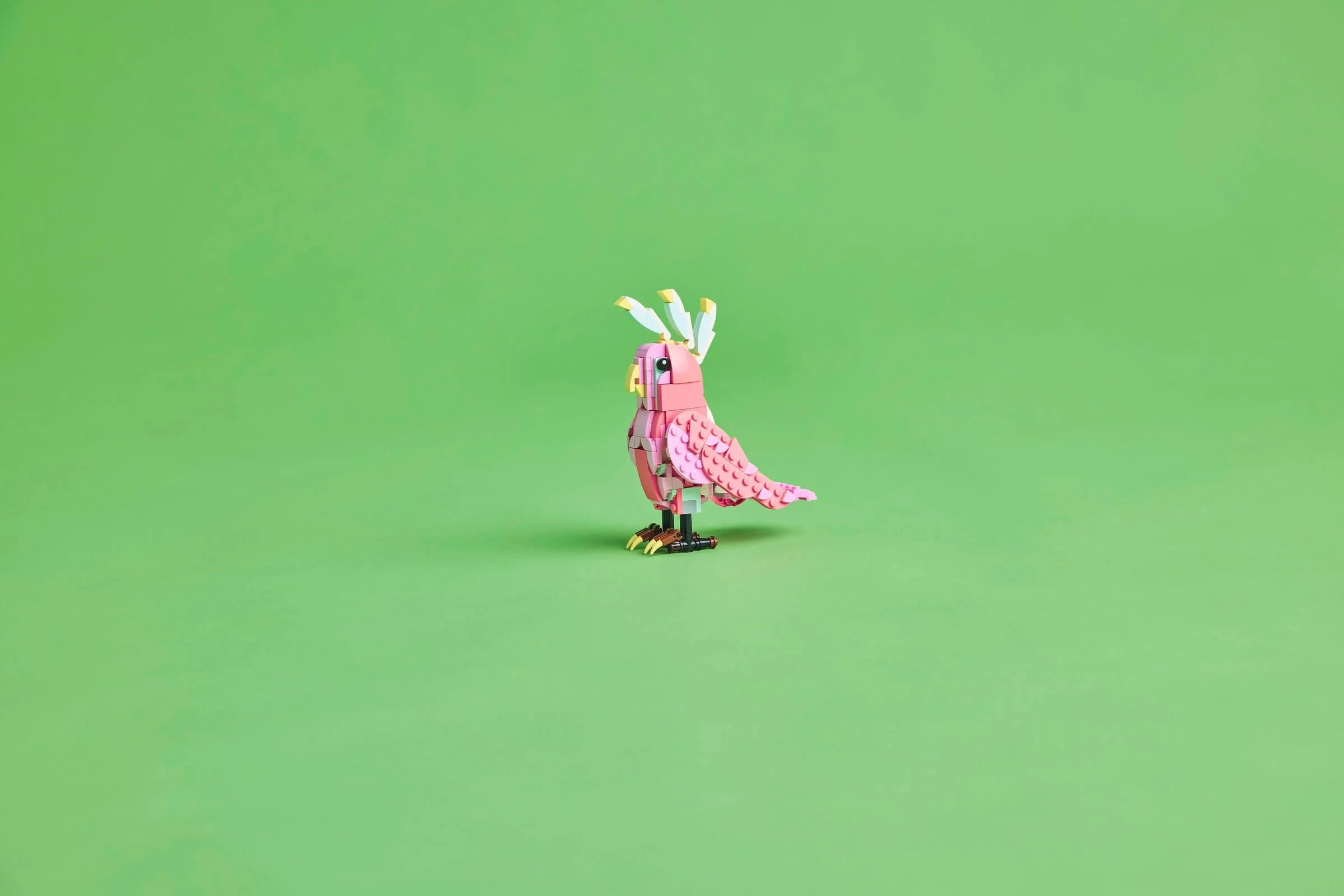 Wilde Tiere: Rosa Flamingo - Thumbnail 6