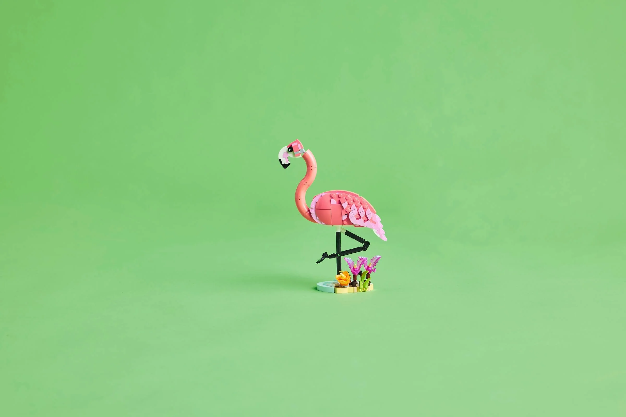 Wilde Tiere: Rosa Flamingo - Thumbnail 12