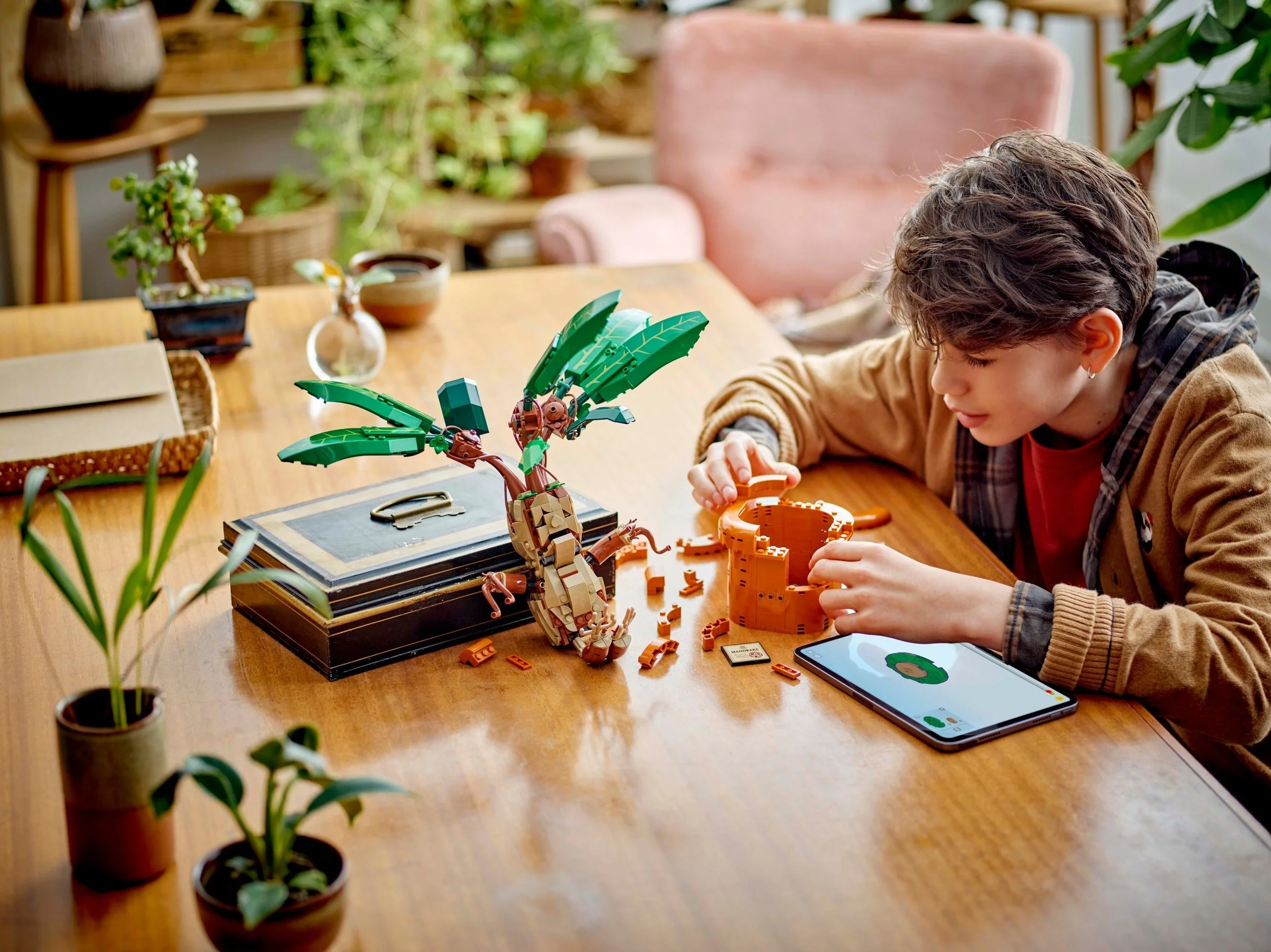 Zaubertrankpflanze: Alraune - Thumbnail 3