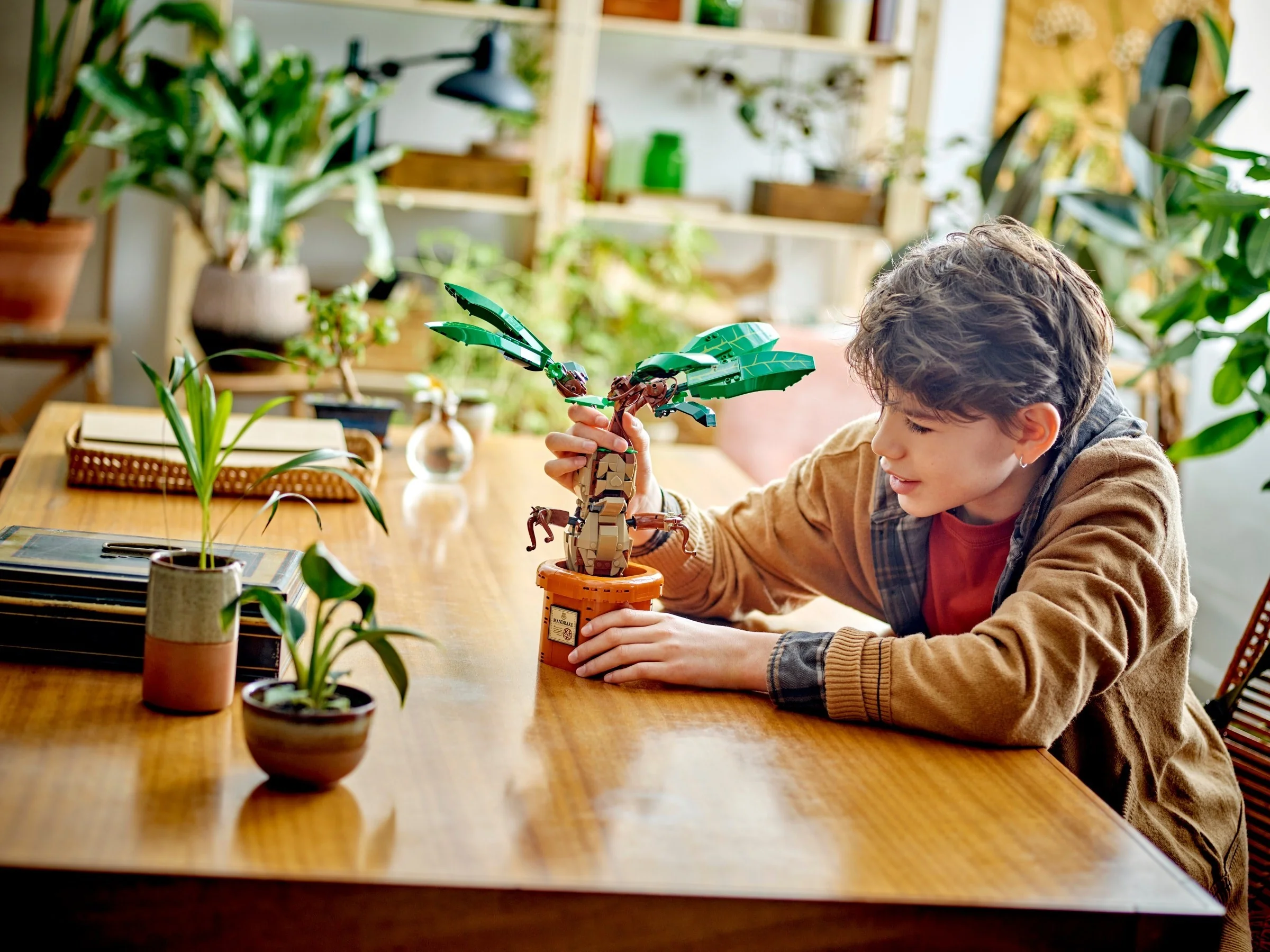 Zaubertrankpflanze: Alraune - Thumbnail 5