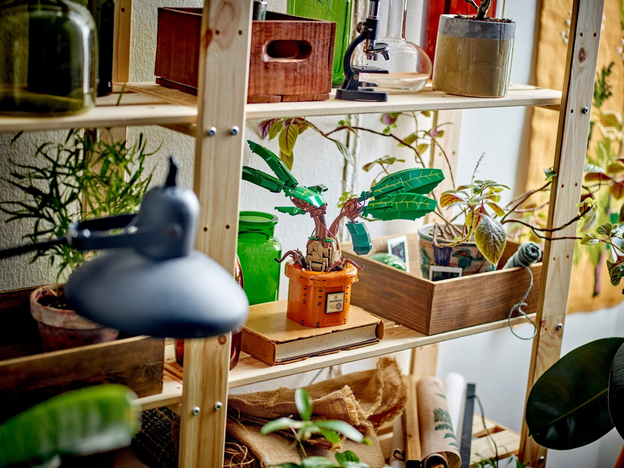 Zaubertrankpflanze: Alraune - Thumbnail 9