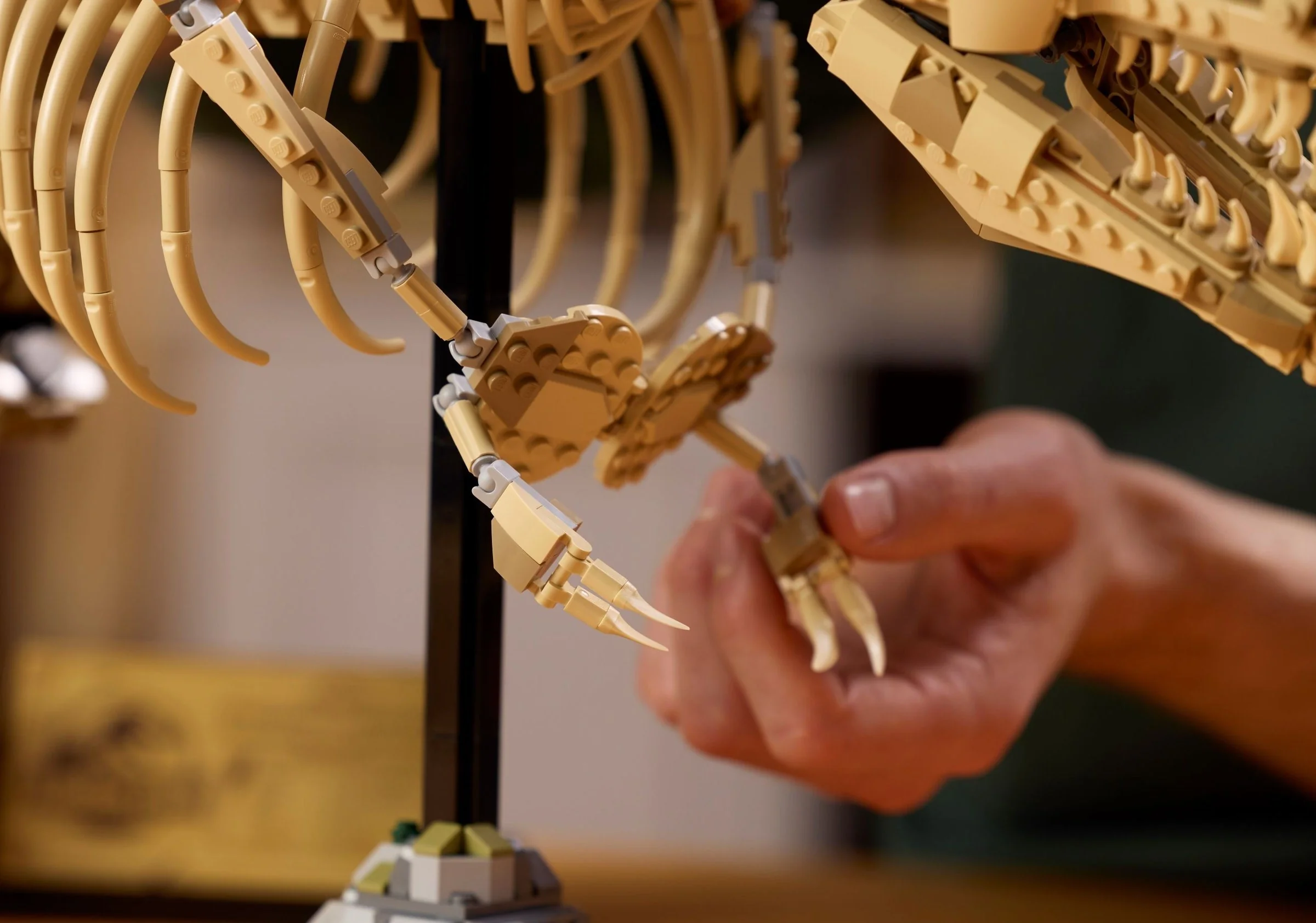 Dinosaurier-Fossilien: Tyrannosaurus rex - Thumbnail 10