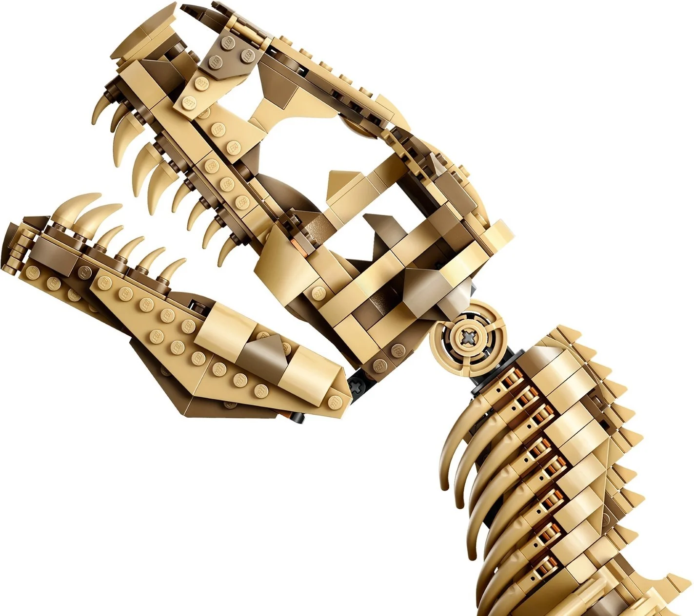 Dinosaurier-Fossilien: Tyrannosaurus rex - Thumbnail 13