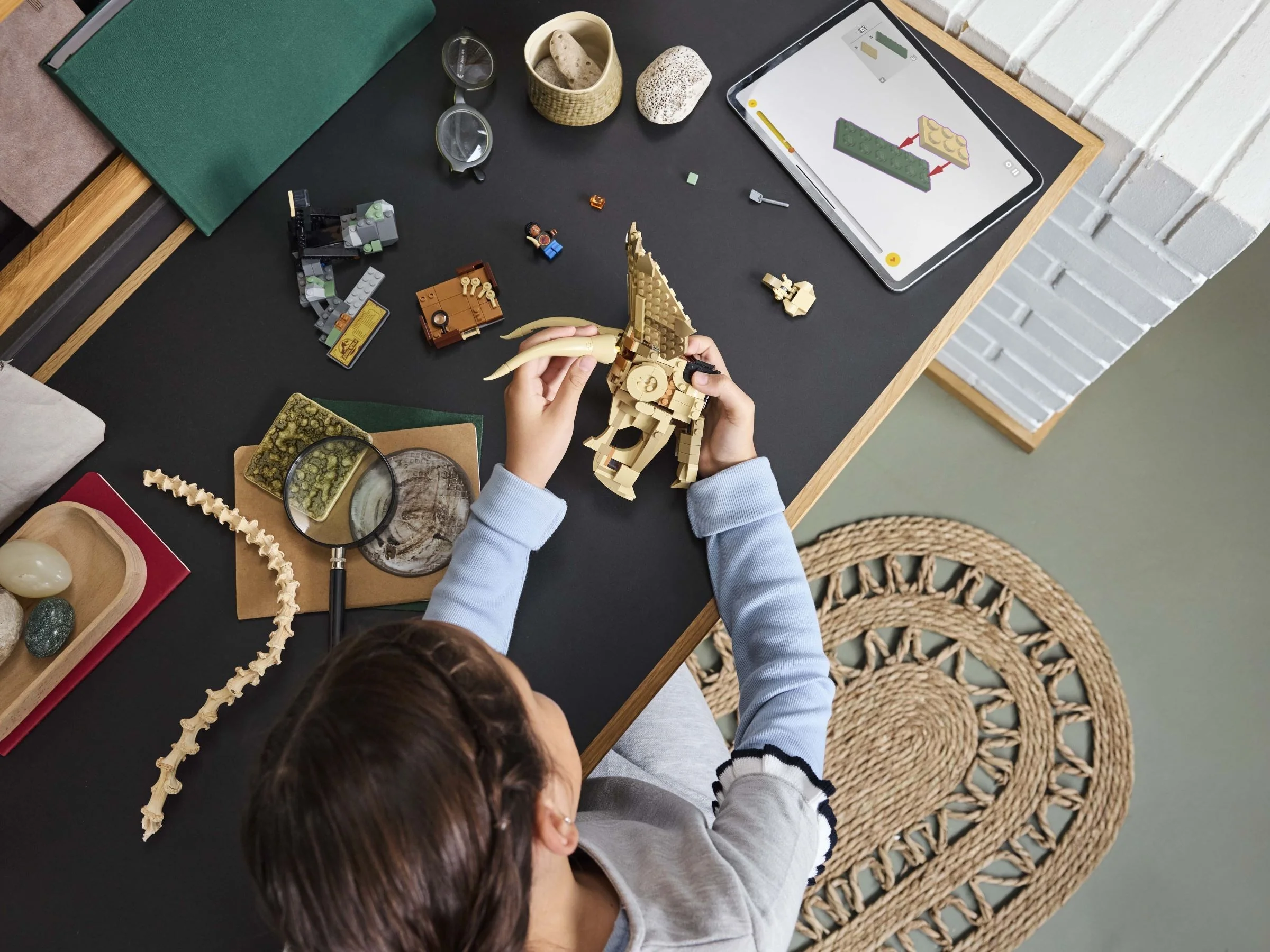 Dinosaurier-Fossilien: Triceratops-Schädel - Thumbnail 2