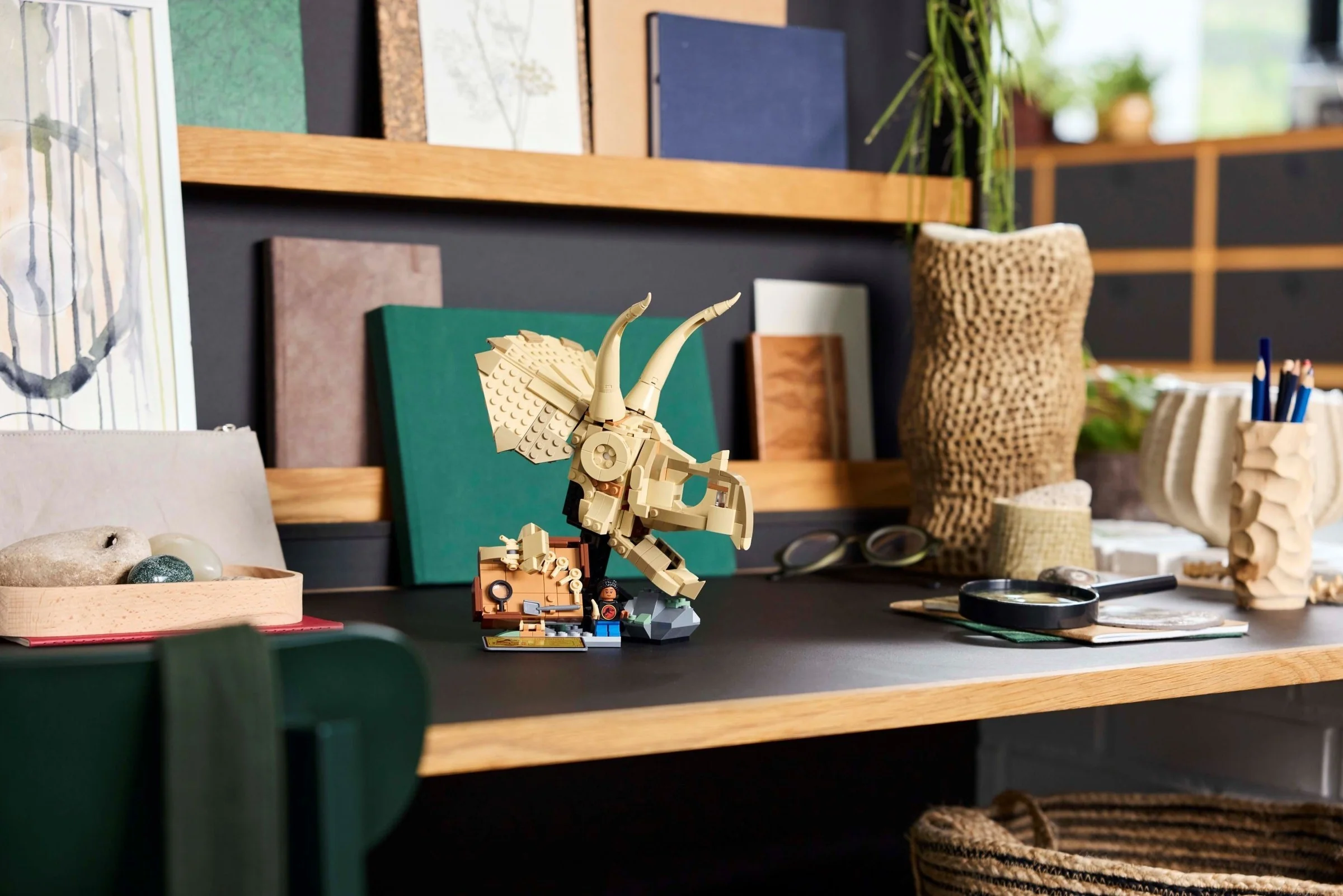 Dinosaurier-Fossilien: Triceratops-Schädel - Thumbnail 6